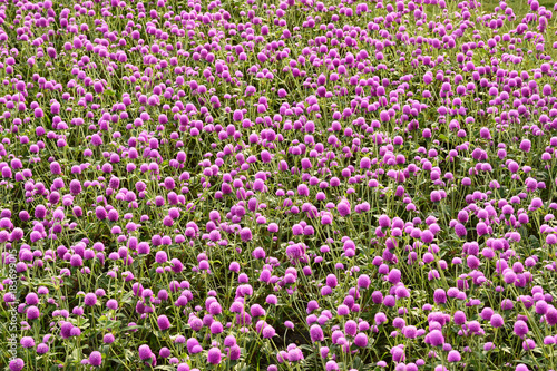 Beautiful Gomphrena purple flowers in the garden