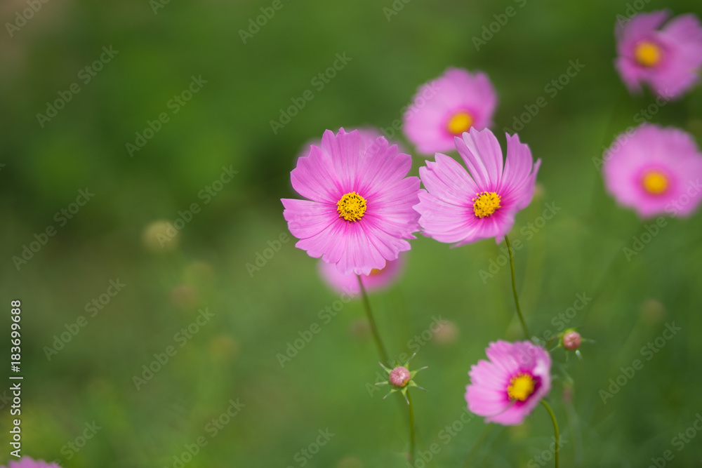 Pink Cosmos Flowers. Closeup Wild Meadow Flowers in a Grassland with Green Background.