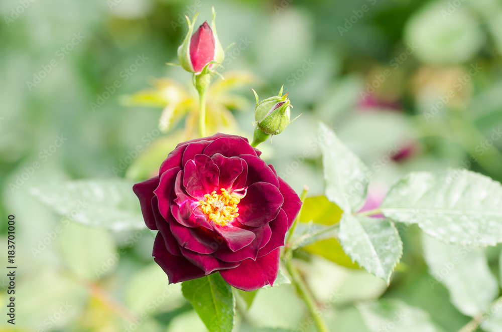 Beautiful rose flower blossom in a garden