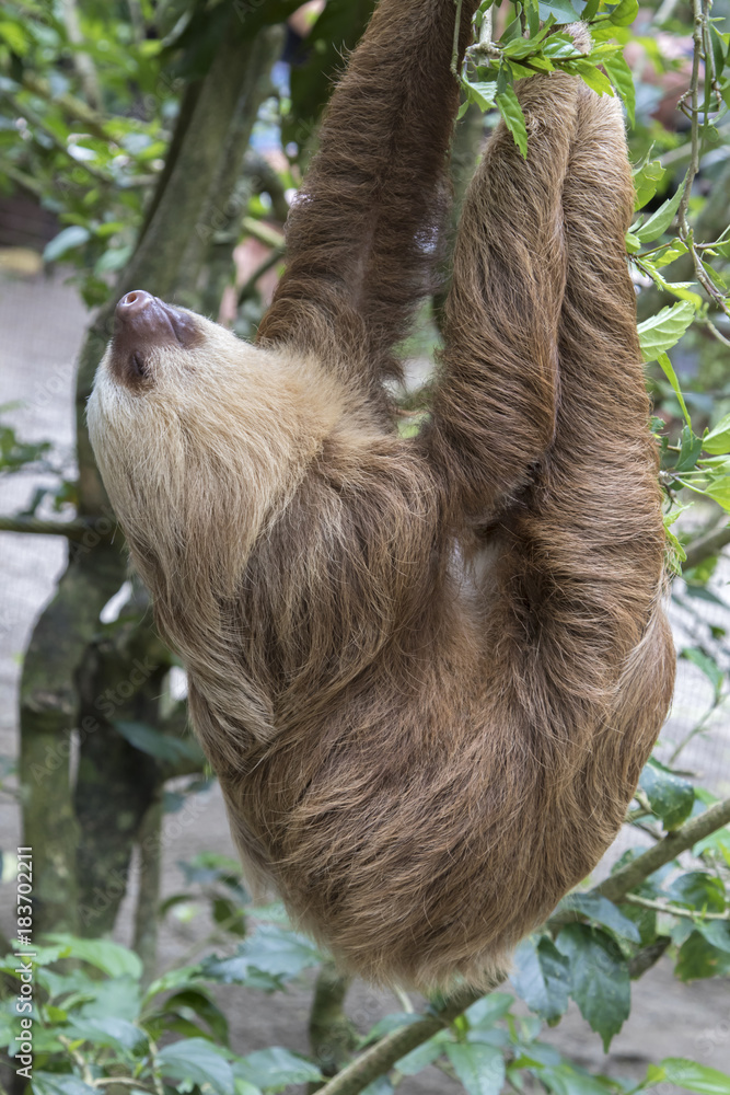Sleeping two-toed sloth Sleeping two-toed sloth