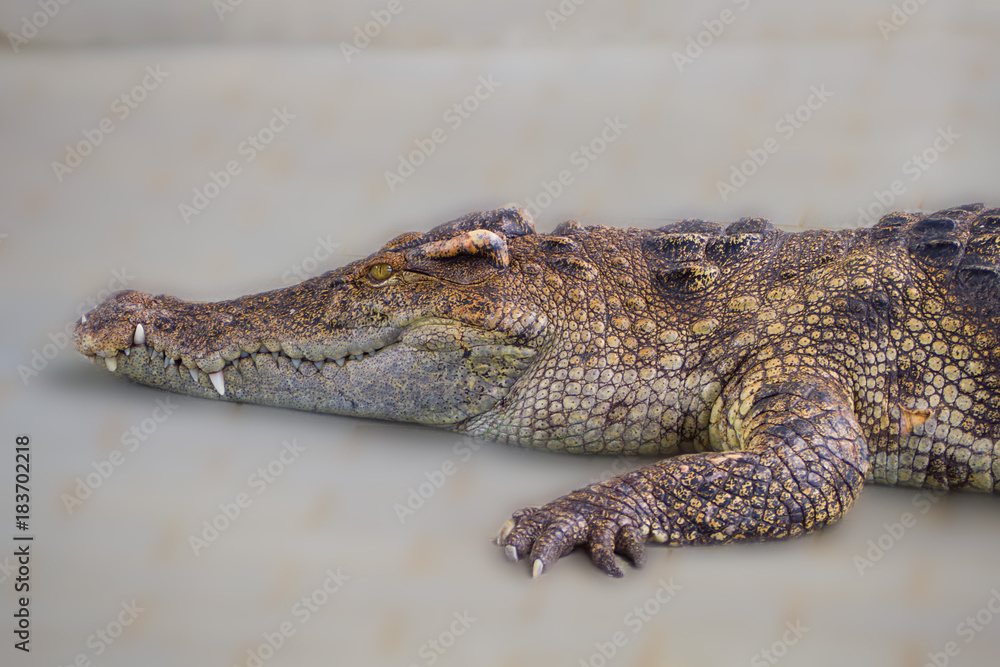 Fototapeta premium lying crocodile closeup