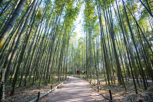 Bamboo Forest in Arashiyama  Kyoto