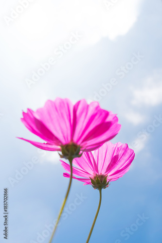 Cosmos  Mexican aster