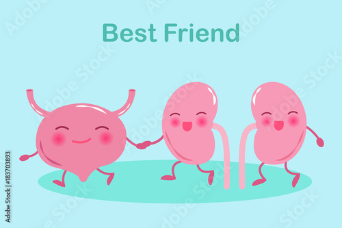 cartoon kidney with bladder