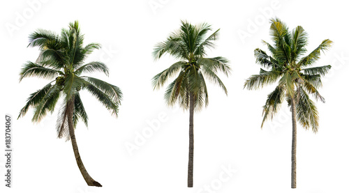 collection Palm coconut the garden isolated on white background.