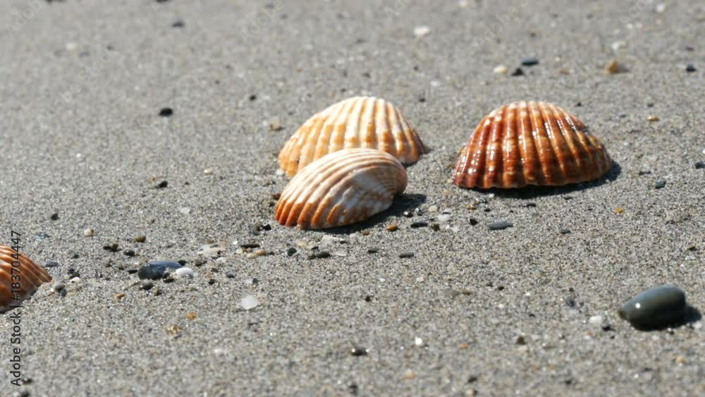 Beautiful relief seashells that wash a wave Beautiful relief seashells that wash a wave