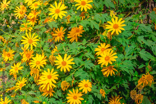 Tree marigold, Mexican tournesol, Mexican sunflower, Japanese sunflower, Nitobe chrysanthemum © panudda