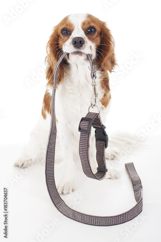 Cute cavalier king charles spaniel dog puppy on isolated white studio background. Dog puppy with leash lead. Waling time. Dog holding lead string.