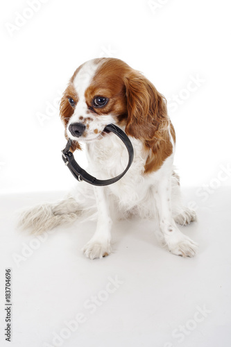 Cute cavalier king charles spaniel dog puppy on isolated white studio background. Dog puppy with collar. Dog holding pet collar. Cute.