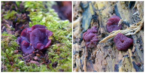 Ascocoryne sarcoides fungus photo