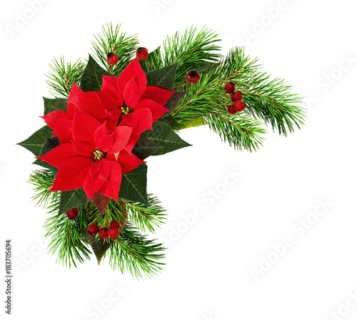 Christmas frame with red poinsettia flowers, pine twigs and dry berries
