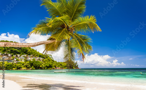 Fototapeta Naklejka Na Ścianę i Meble -  plage des Seychelles, cocotier penché sur le lagon à Mahé 