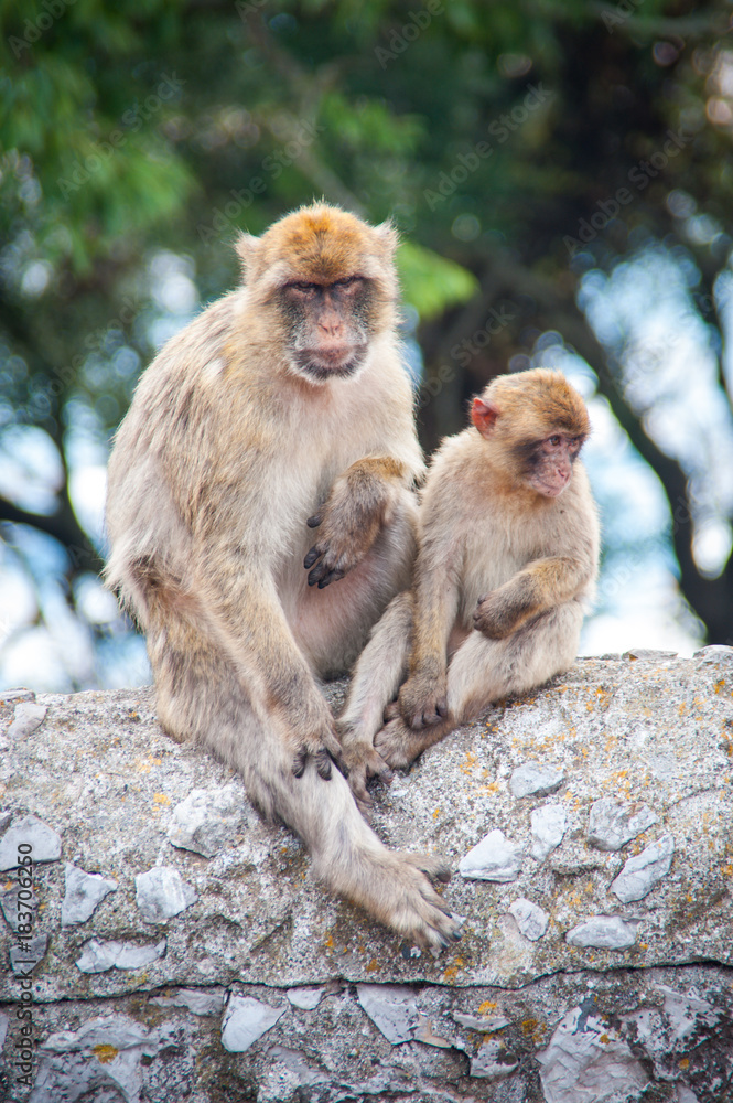 Macaques of Gibraltar