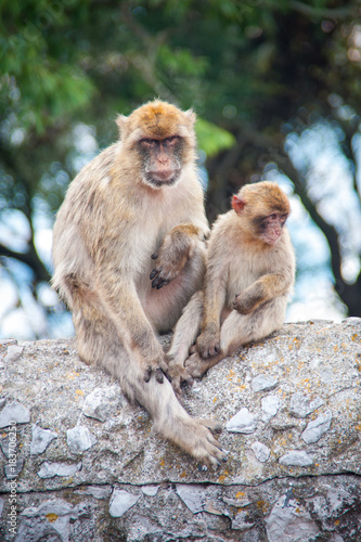 Macaques of Gibraltar © David