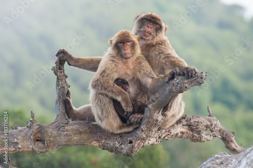Macaques of Gibraltar