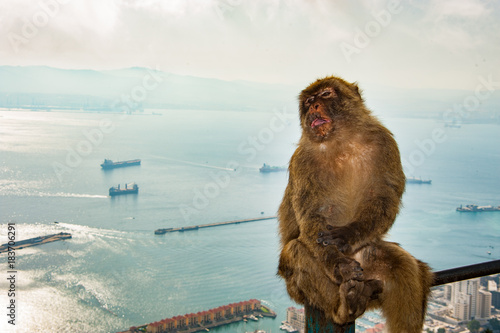 Macaca's of Gibraltar