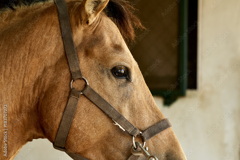 Fototapeta premium portrait of a beautiful brown horse, Mixed breed of Spanish and Arabian horse