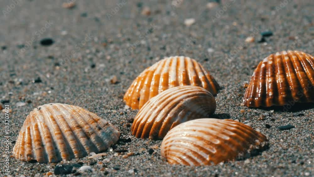 Waves wash over four different shells on beach and washes them away. Waves wash over four different shells on beach and washes them away.