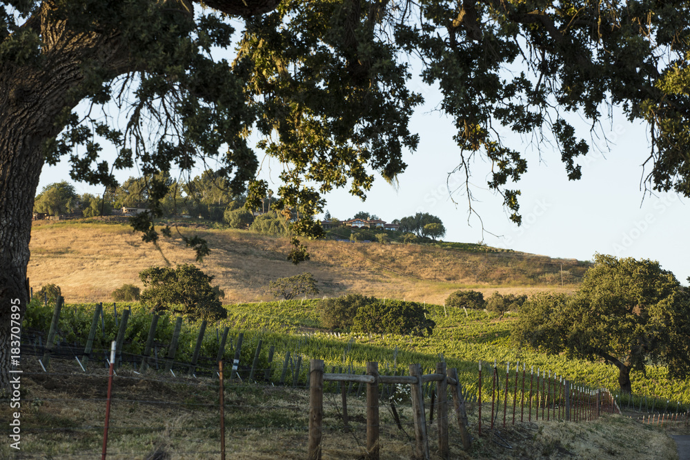 Santa Ynez vineyard during springtime at sunset.