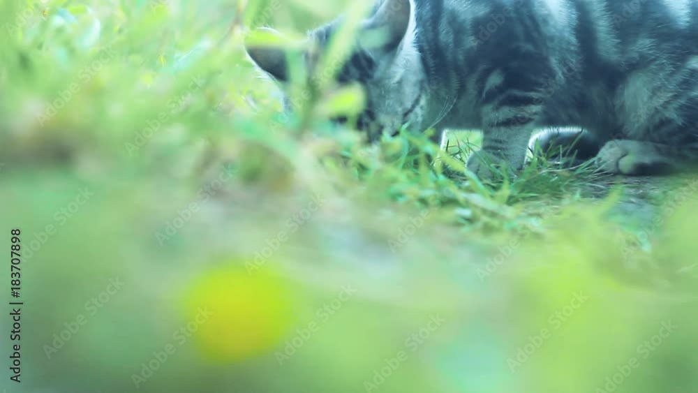 cat playing with a mouse on the grass cat playing with a mouse on the grass