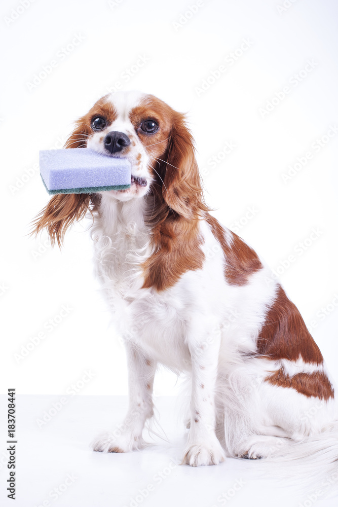 Cute cavalier king charles spaniel dog puppy on isolated white studio background. Dog puppy with cleaning kitchen sponge. Little helper. Sponge.