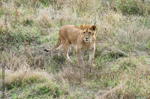 Young lion in grass