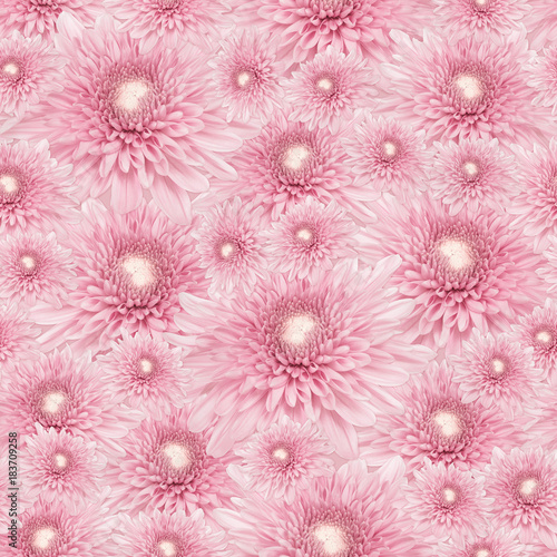 seamless pattern pink   chrysanthemum