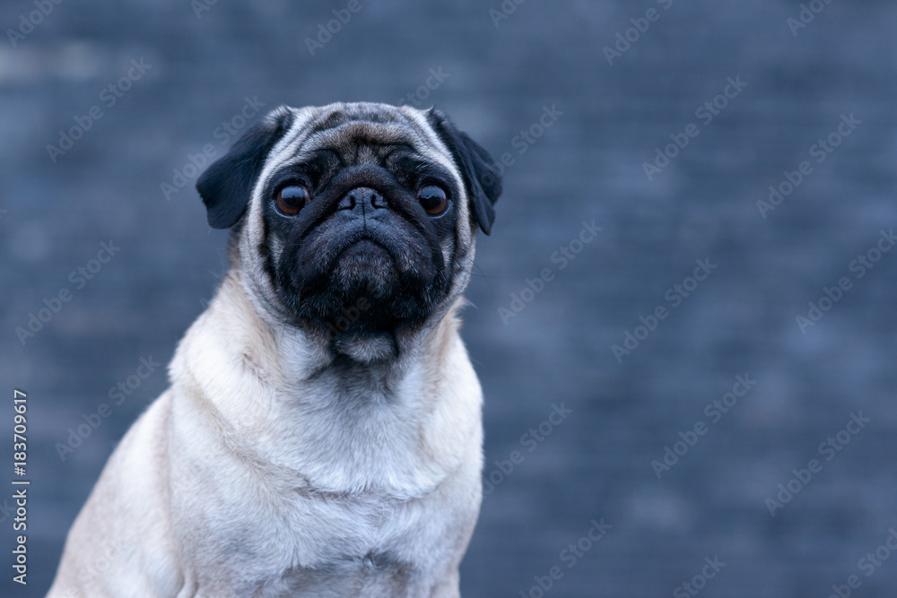 Cute pug smiling and sitting on ground
