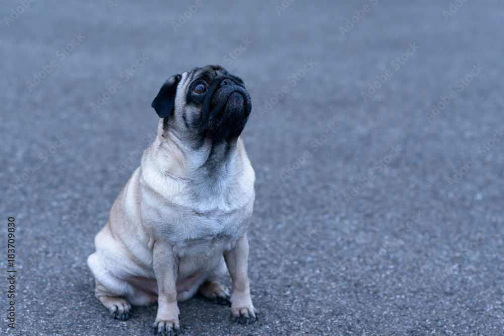 Cute pug looking up and sitting on ground