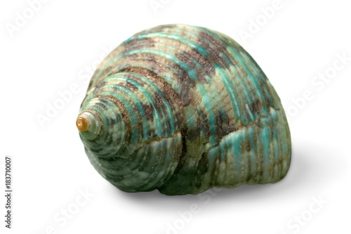 Conch Shell Isolated