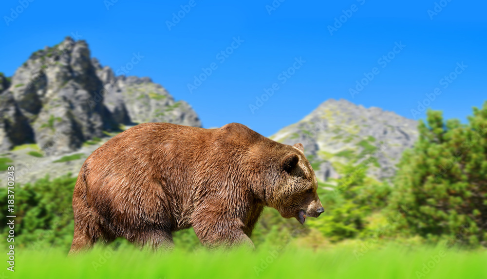 Fototapeta premium Brown bear in mountain landscape. Vysoke Tatry (High Tatras), Slovakia.