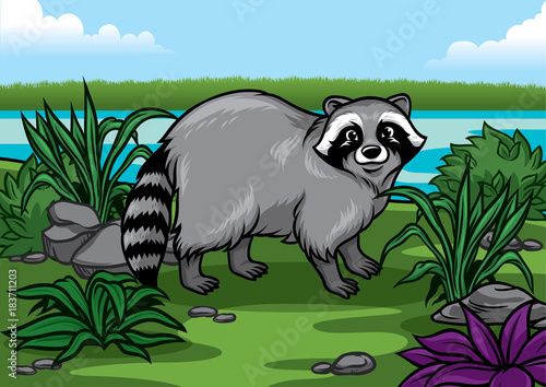 cartoon racoon illustration in the nature