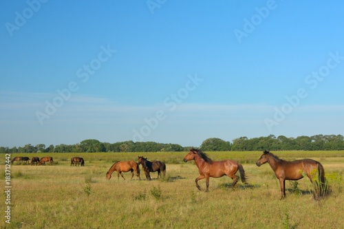 Wild Horses at Letea © Iliuta