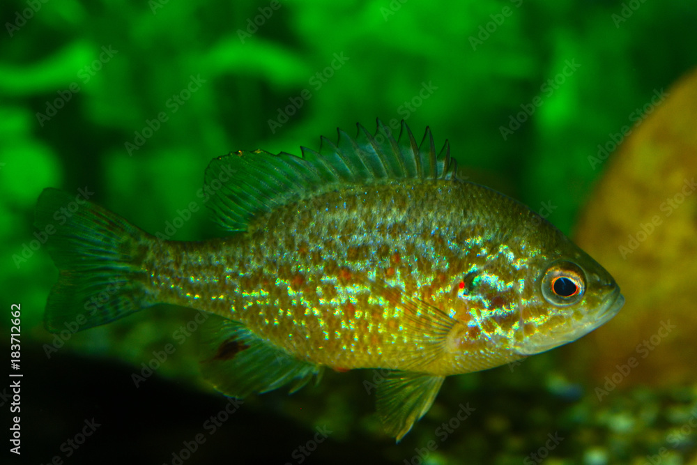 Young Pumpkinseed Fish (Lepomis gibbosus) in Aquarium Young Pumpkinseed Fish (Lepomis gibbosus) in Aquarium