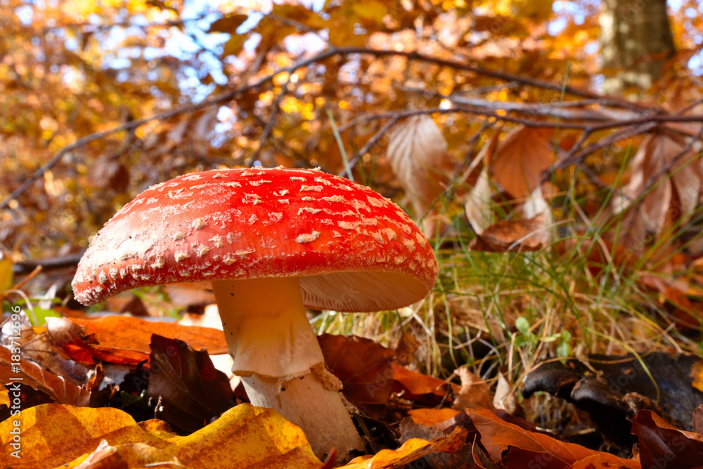Fly Agaric (Amanita muscaria), poisonous toadstool from Forests Fly Agaric (Amanita muscaria), poisonous toadstool from Forests