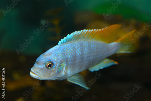 Bild auf Leinwand Deep Water Hap (Placidochromis electra) Aquarium Fish