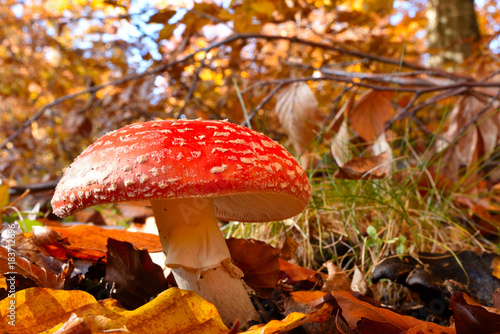 Fly Agaric (Amanita muscaria), poisonous toadstool from Forests