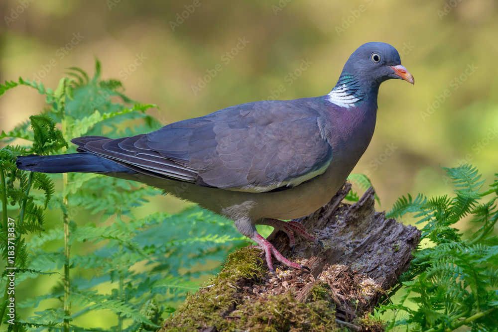 Common wood pigeon sits on mossy stock in spring forest Common wood pigeon sits on mossy stock in spring forest