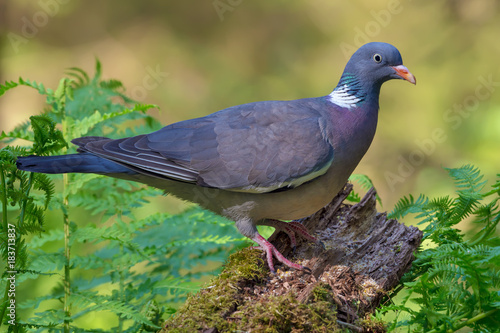 Common wood pigeon sits on mossy stock in spring forest