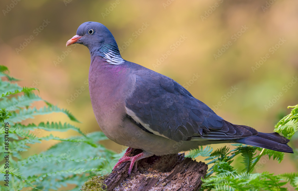 Common wood pigeon posing on mossy stump in warm forest light Common wood pigeon posing on mossy stump in warm forest light