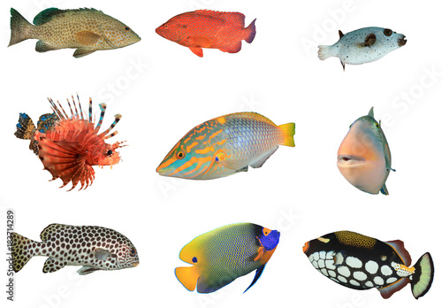 Tropical reef fish isolated on white background