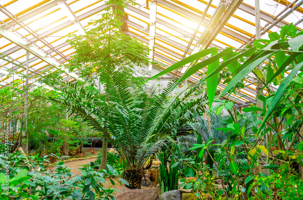Greenhouse with a pedestrian path and thickets of palm trees.