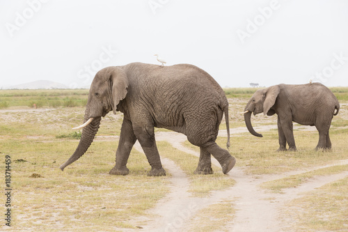 Herd of elephants at Amboseli National Park, formerly Maasai Amboseli Game Reserve, is in Kajiado District, Rift Valley Province in Kenya. The ecosystem that spreads across the Kenya-Tanzania border. photo