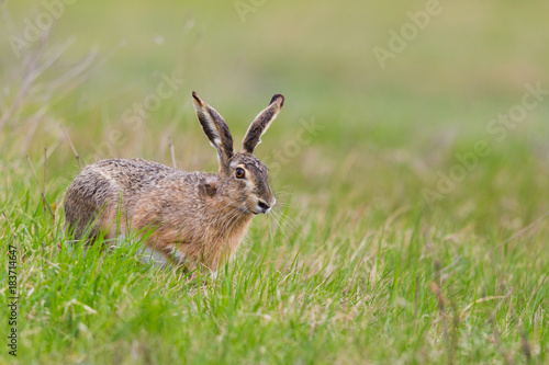 european brown hare jackrabbit (lepus europaeus) in green meadow