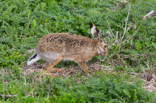 Fototapeta Naklejka Na Ścianę i Meble -  european brown hare jackrabbit (lepus europaeus) in green meadow