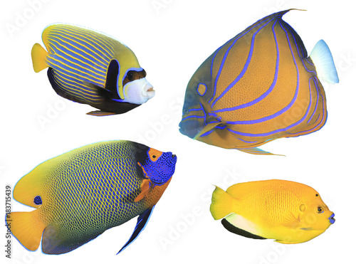 Angelfish isolated on white background. Tropical reef fishes cutout on white.