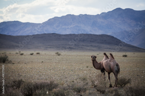 Camel in Mongolia