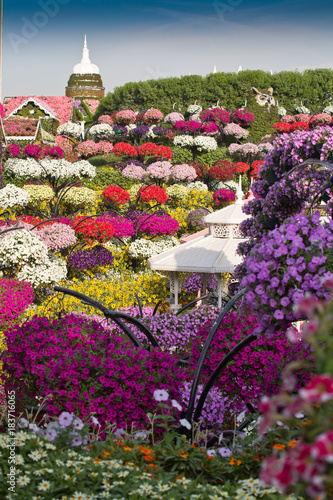 Fototapeta Naklejka Na Ścianę i Meble -  Dubai Miracle Garden