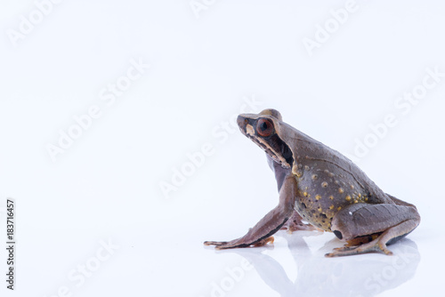 Megophrys parva (Lesser Stream Horned Frog) : frog on white background. Amphibian of Thailand photo