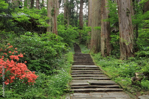                      Mt.Haguro row of cedars   Haguromachi  Turuoka  Yamagata  Japan